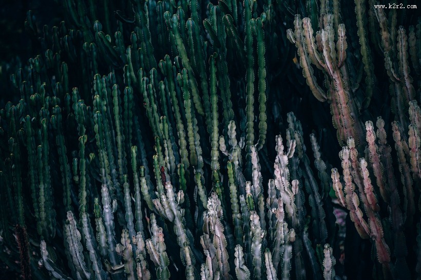 多肉植物仙人掌图片