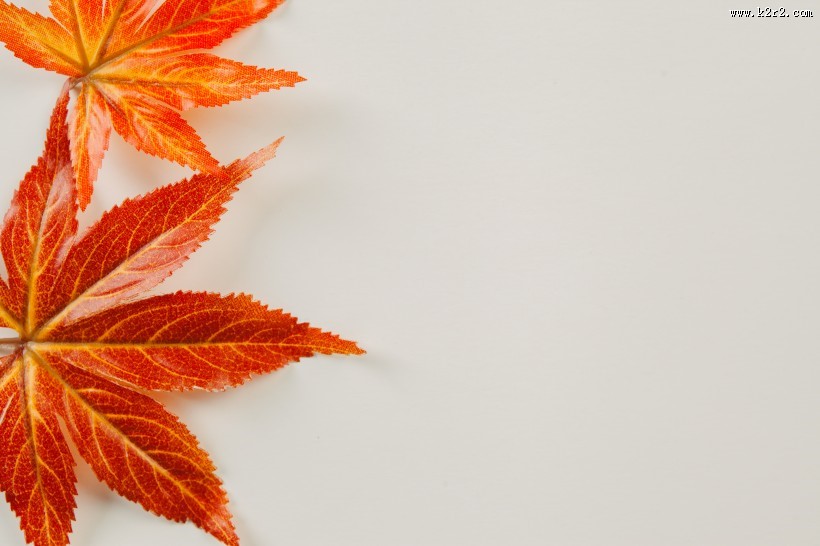 秋天红色枫叶图片