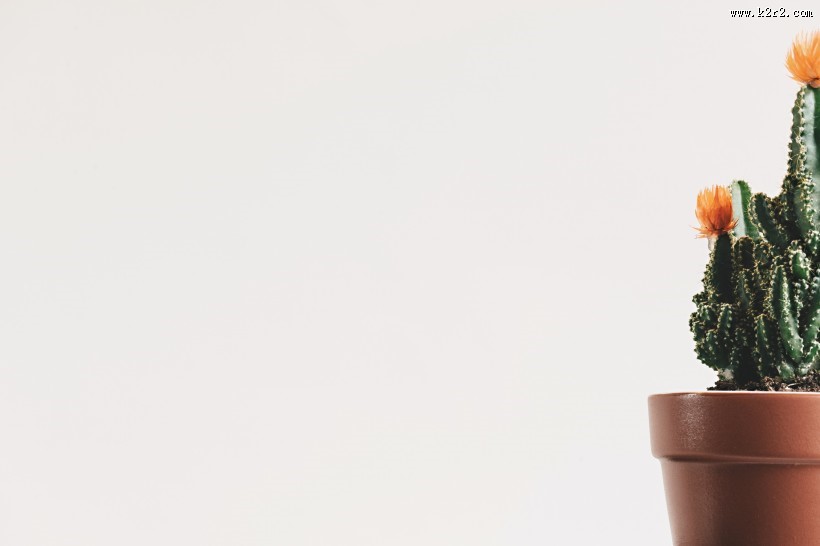 易养的仙人掌盆栽图片