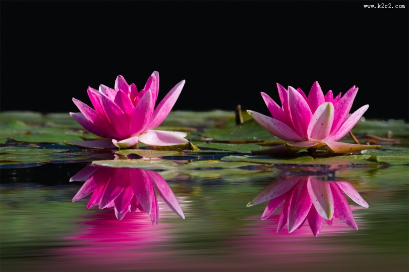 绽放的荷花图片