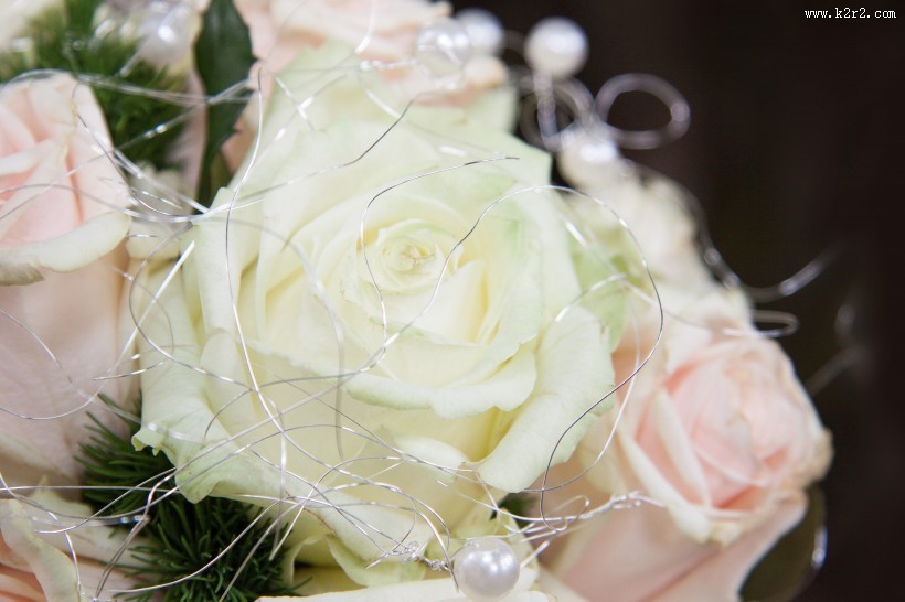 白色的玫瑰图片