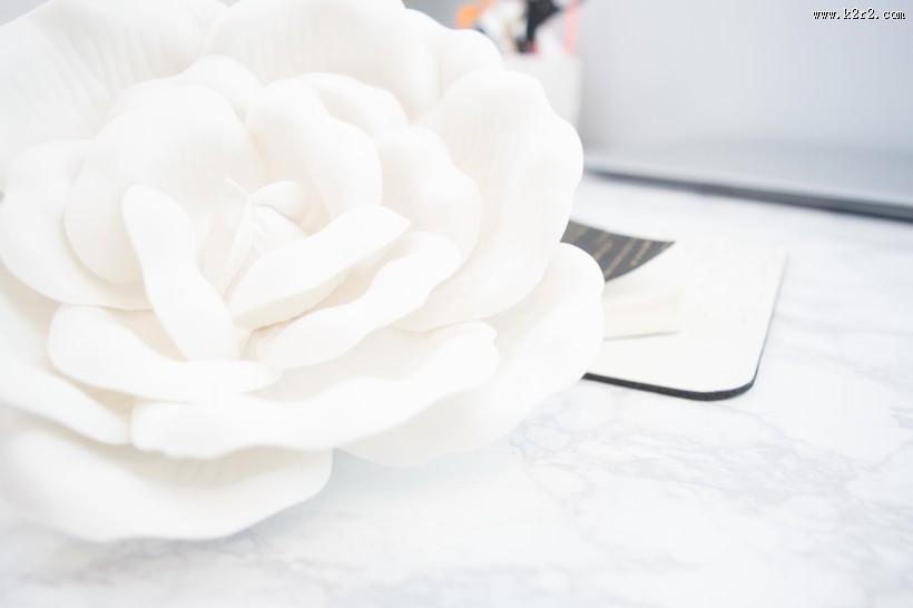 白色的玫瑰图片