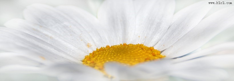 好看的雏菊图片