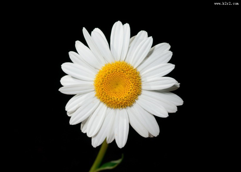 好看的雏菊图片