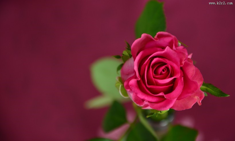 红色的玫瑰图片