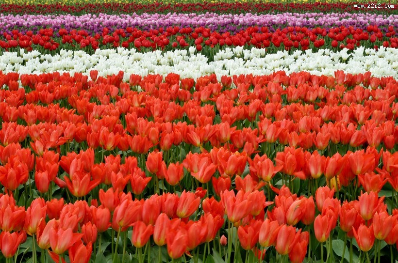 姹紫嫣红的郁金香花海图片大全