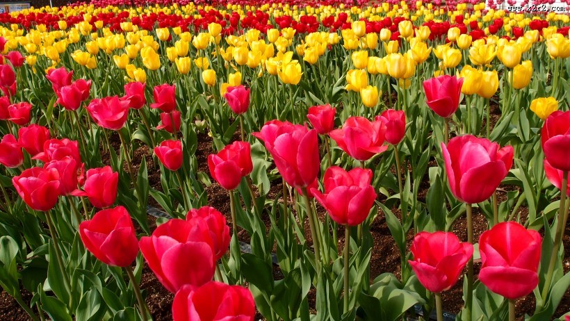 姹紫嫣红的郁金香花海图片大全