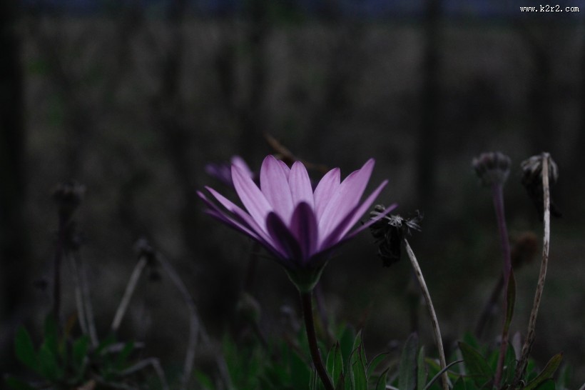 盛开的鲜花图片大全