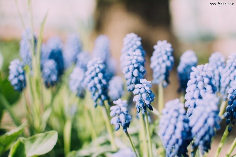 盛开的鲜花图片大全