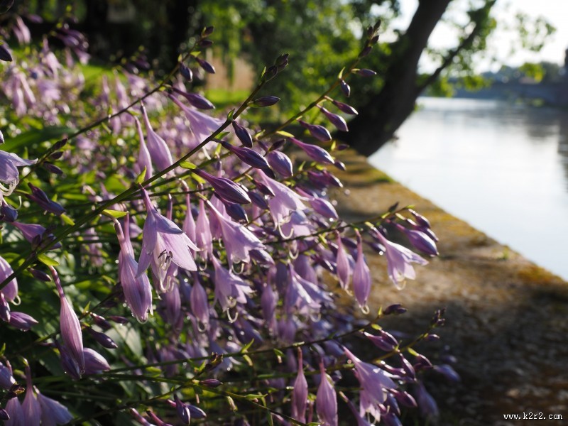 淡雅小清新车前草图片