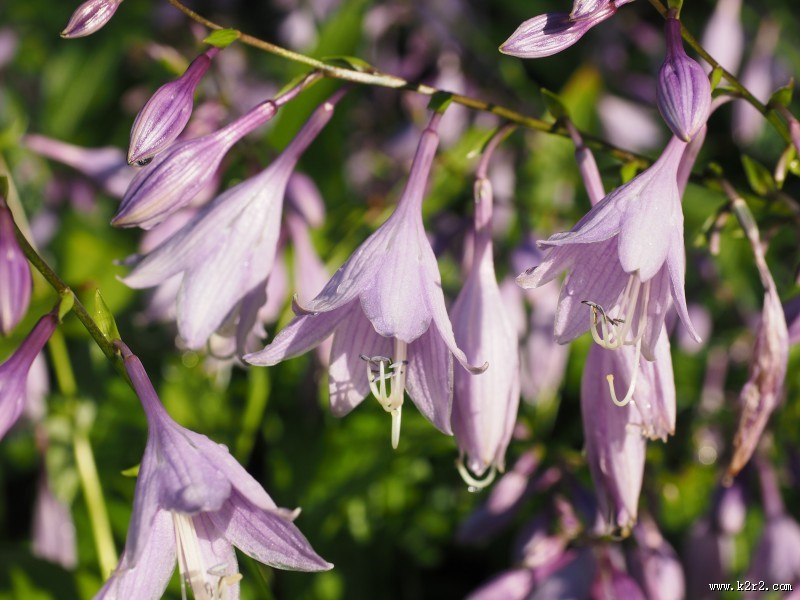 淡雅小清新车前草图片