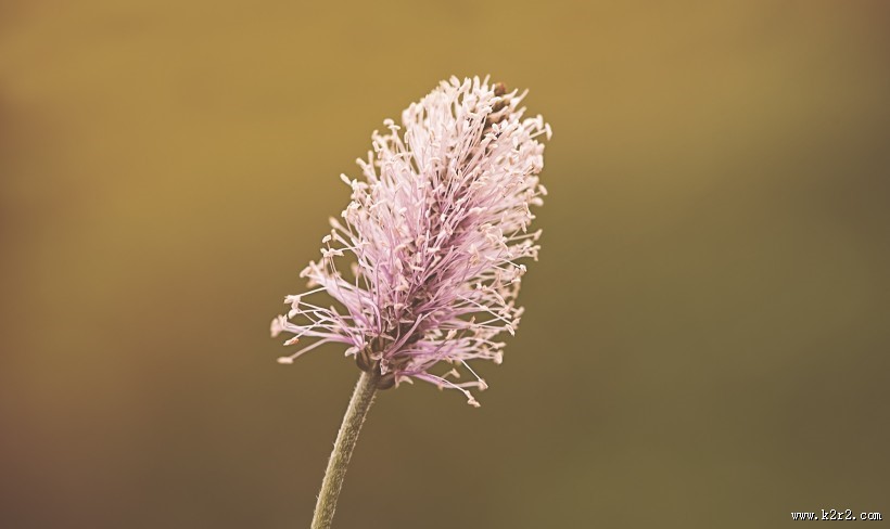 淡雅小清新车前草图片