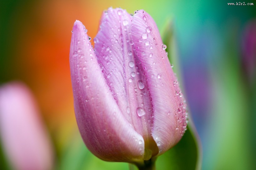 一朵美丽的郁金香图片