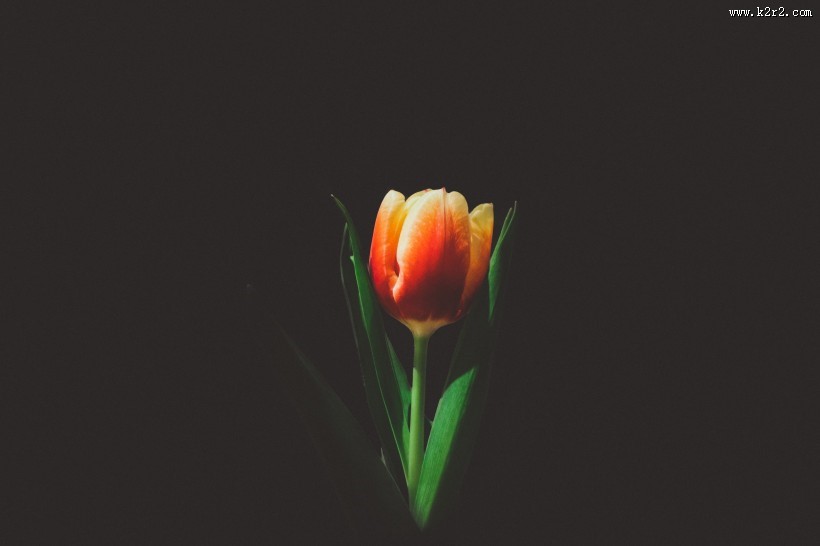 一朵美丽的郁金香图片