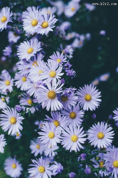 漂亮的雏菊花丛图片大全
