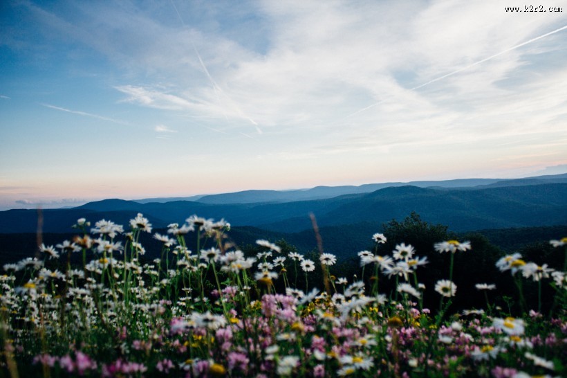 漂亮的雏菊花丛图片大全