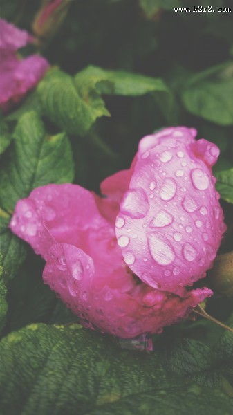 带露珠的花朵图片