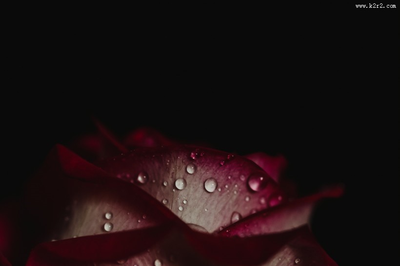 带露珠的花朵图片