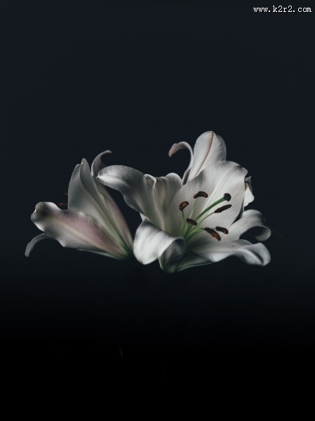 清香的百合花图片