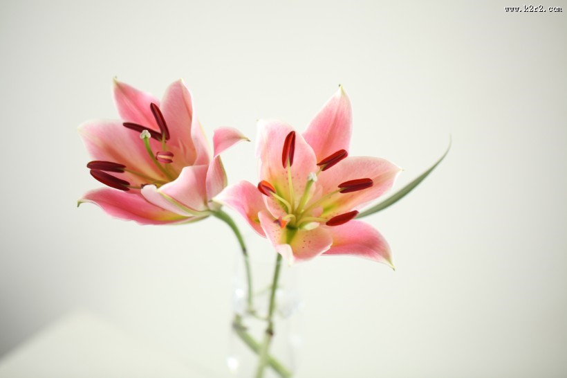 清香的百合花图片