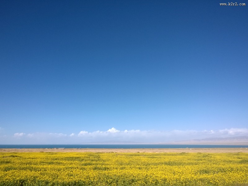 一望无际的金黄油菜花图片