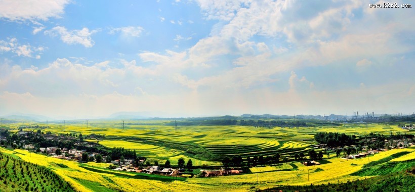一望无际的金黄油菜花图片