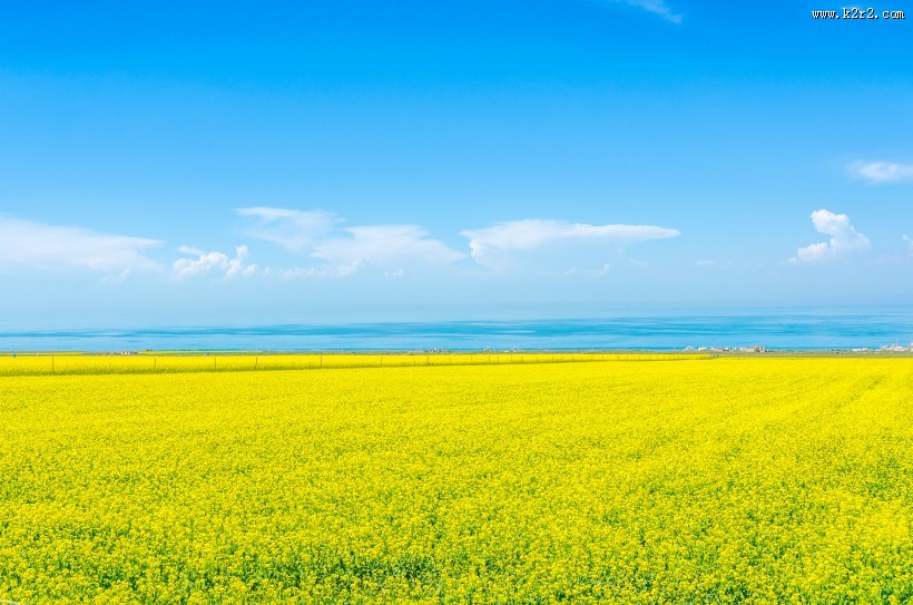 一望无际的金黄油菜花图片