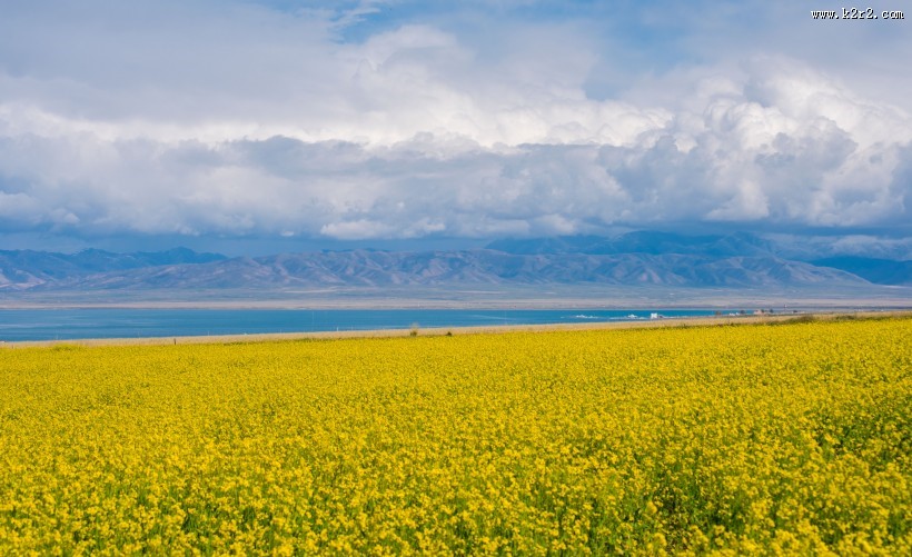 一望无际的金黄油菜花图片