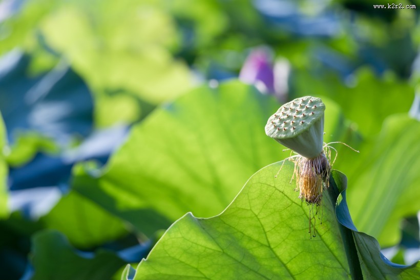 夏日含苞待放的荷花图片