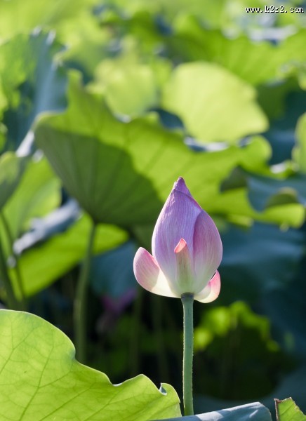 夏日含苞待放的荷花图片