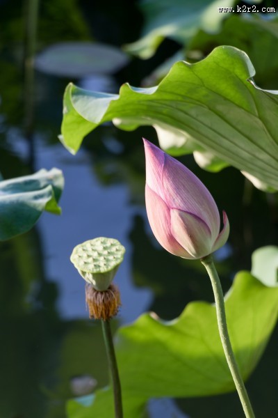 夏日含苞待放的荷花图片