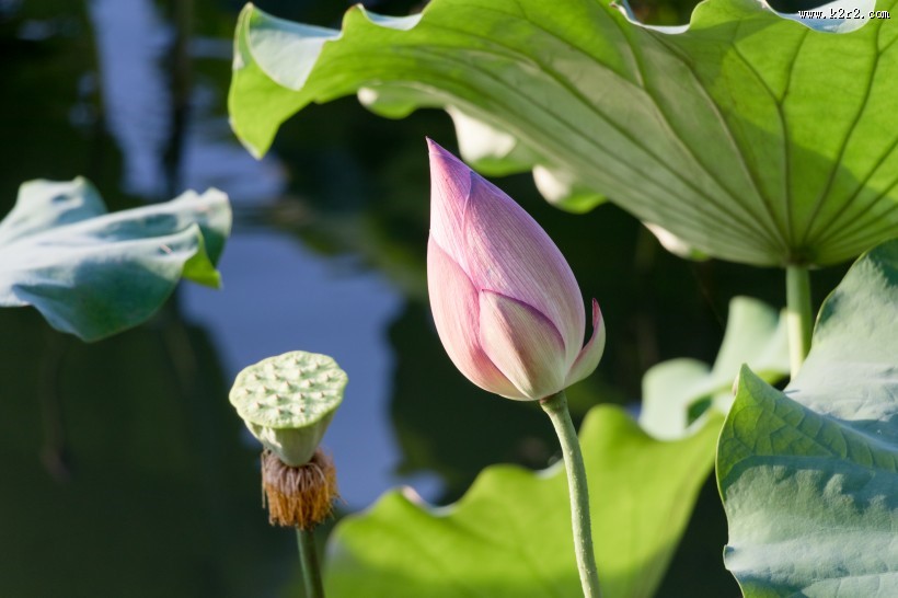 夏日含苞待放的荷花图片