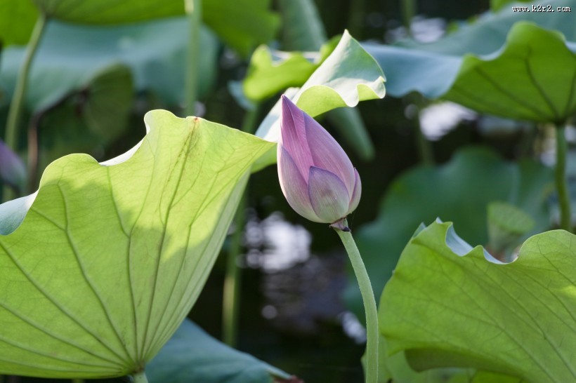 夏日含苞待放的荷花图片