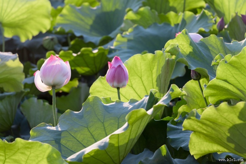 夏日含苞待放的荷花图片