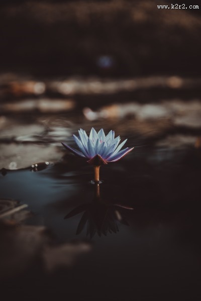 美丽的睡莲图片