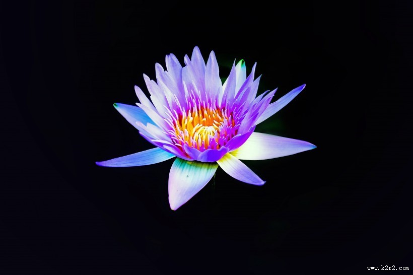 美丽的睡莲图片