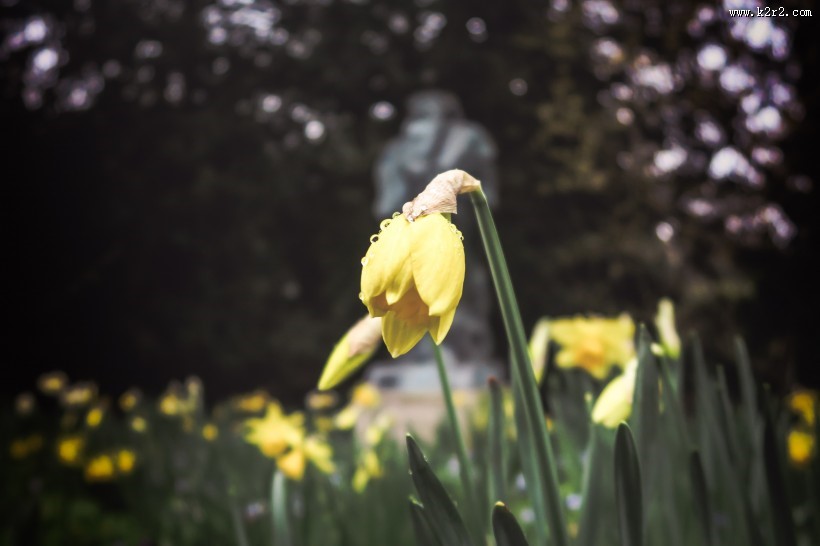 漂亮的水仙花图片