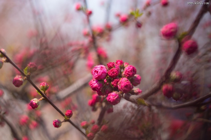春风里盛开的桃花图片