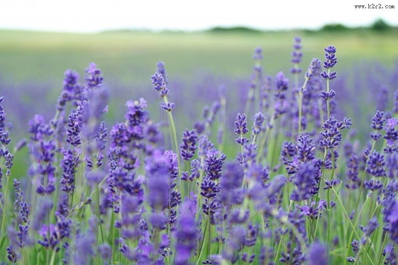 唯美的薰衣草图片