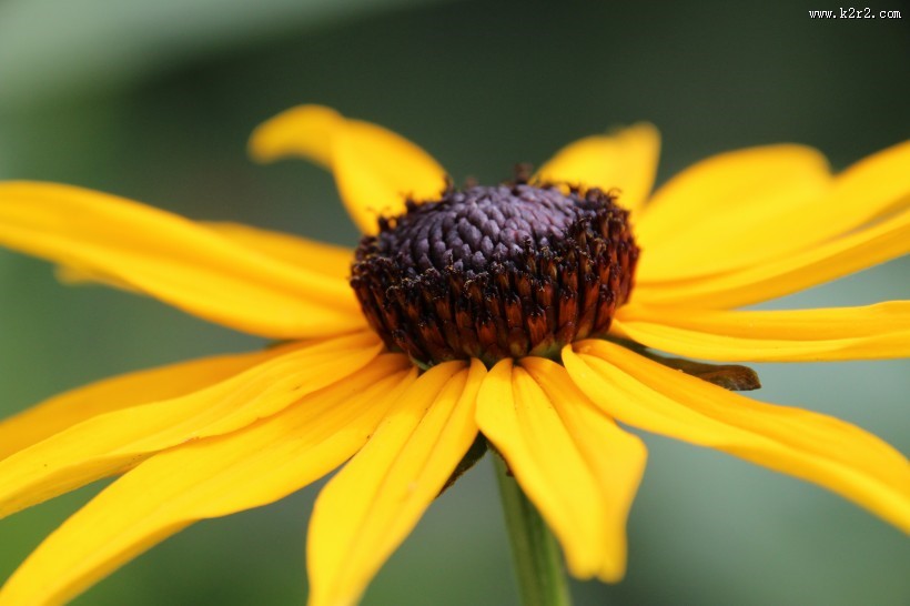 黄色非洲菊图片
