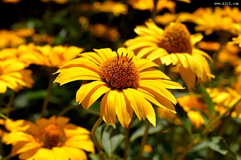 黄色非洲菊图片