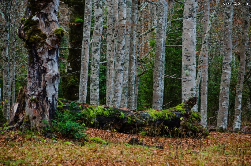 茂密的白桦林图片大全