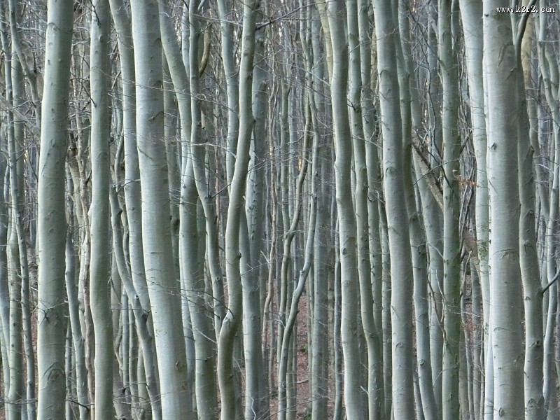 茂密的白桦林图片大全