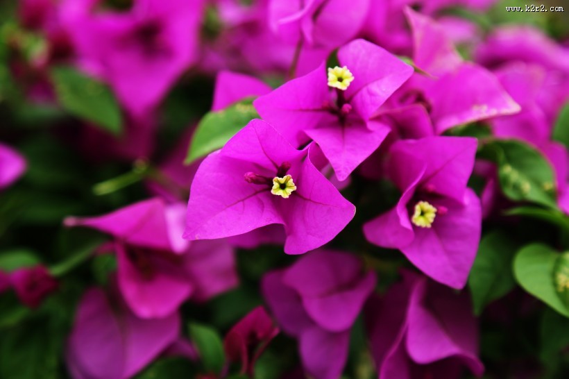 怒放的紫色三角梅图片