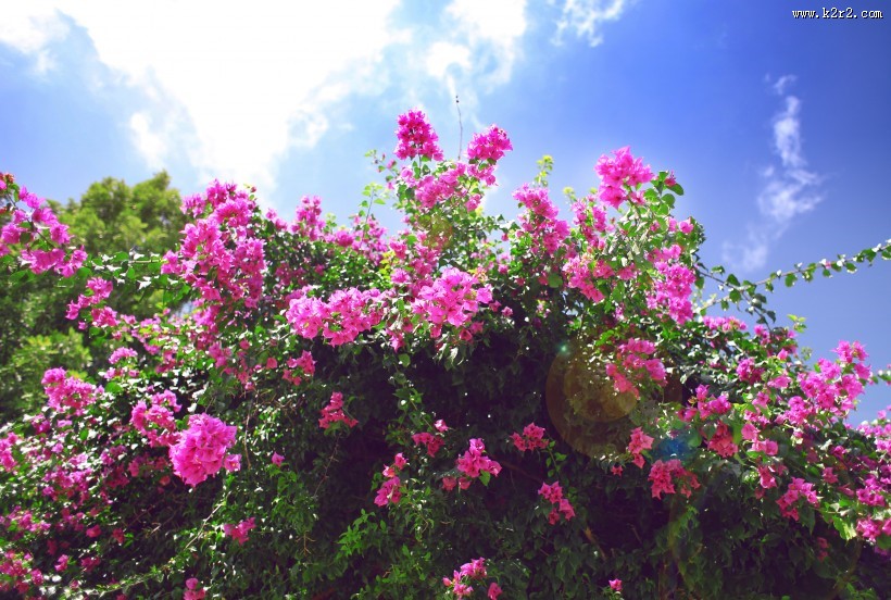 怒放的紫色三角梅图片