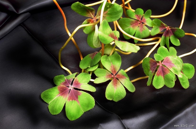 清新绿色四叶草图片