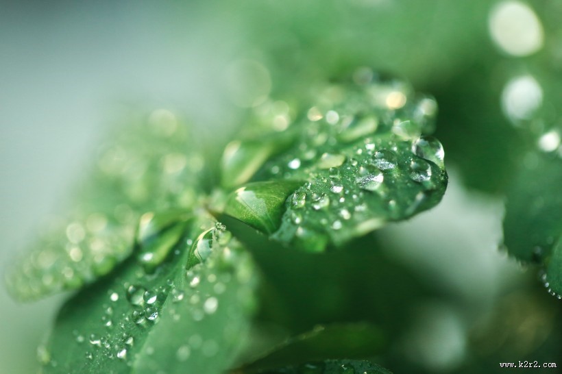 清新绿色四叶草图片