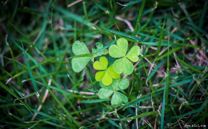 清新绿色四叶草图片