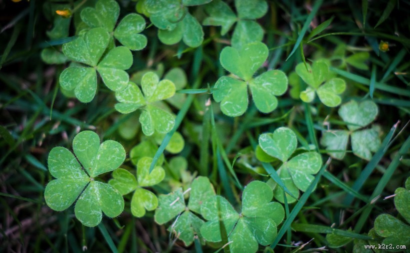 清新绿色四叶草图片