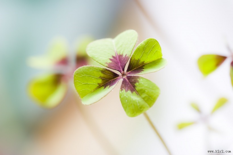 清新绿色四叶草图片